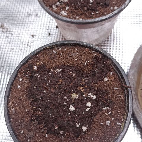 Wappa #2 growlog timeline photo