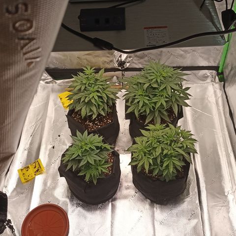 Blueberry Zkittlez Automatic growlog timeline photo