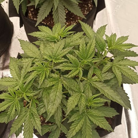 Blueberry Zkittlez Automatic growlog timeline photo