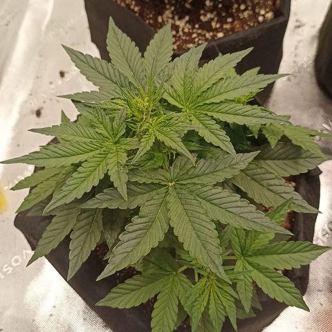 Blueberry Zkittlez Automatic growlog timeline photo
