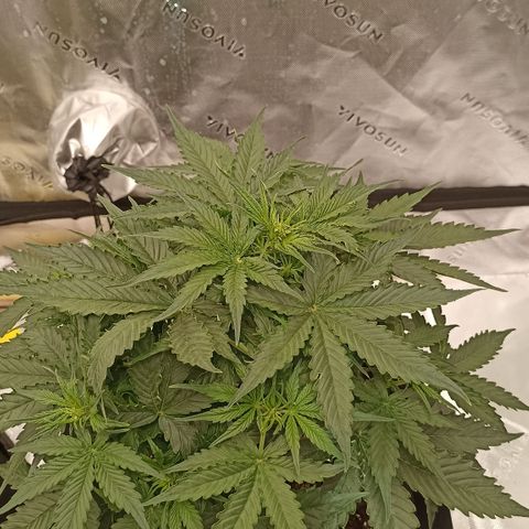 Blueberry Zkittlez Automatic growlog timeline photo