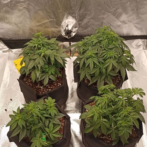 Blueberry Zkittlez Automatic growlog timeline photo