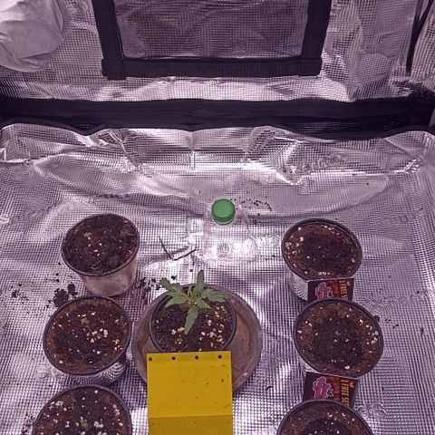 Wappa #3 growlog timeline photo