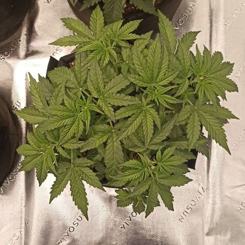 Blueberry Zkittlez Automatic growlog timeline photo