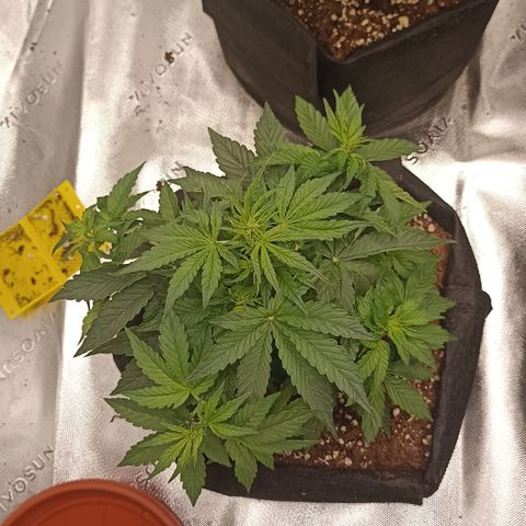 Blueberry Zkittlez Automatic growlog timeline photo