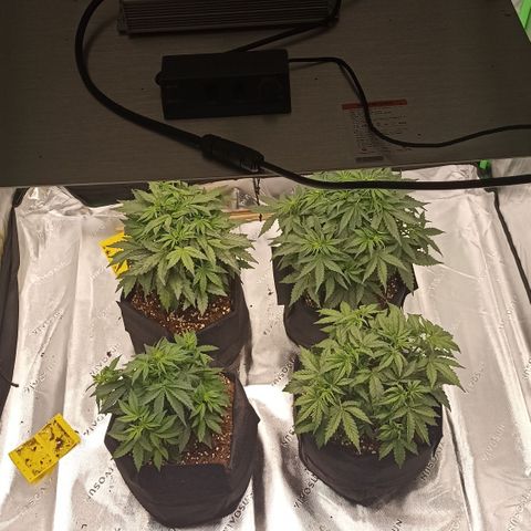 Blueberry Zkittlez Automatic growlog timeline photo