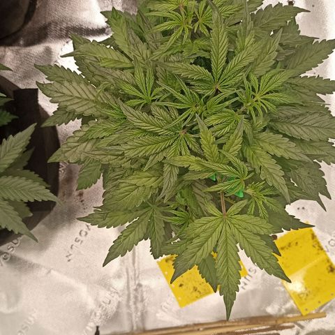Blueberry Zkittlez Automatic growlog timeline photo
