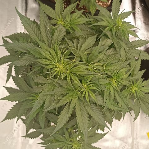 Blueberry Zkittlez Automatic growlog timeline photo