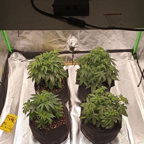 Blueberry Zkittlez Automatic growlog timeline photo