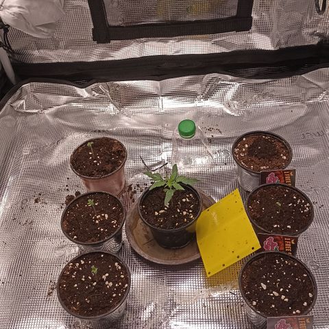 Wappa #3 growlog timeline photo