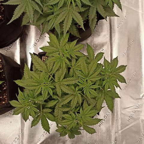 Blueberry Zkittlez Automatic growlog timeline photo
