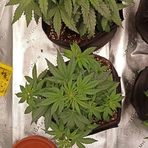 Blueberry Zkittlez Automatic growlog timeline photo