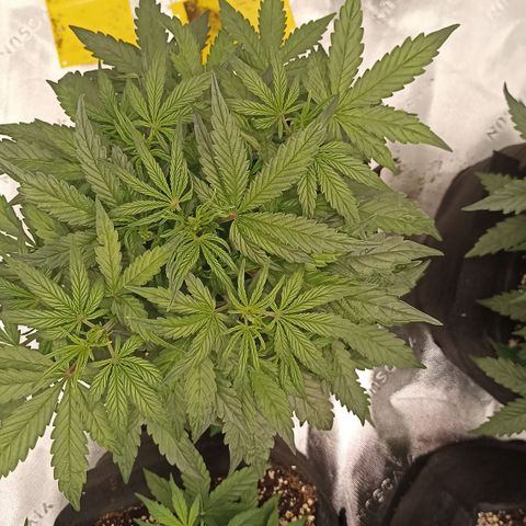 Blueberry Zkittlez Automatic growlog timeline photo