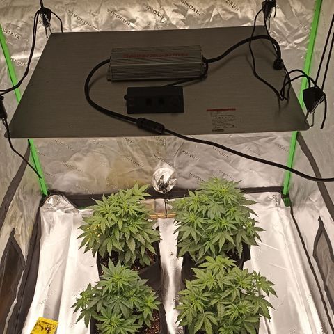 Blueberry Zkittlez Automatic growlog timeline photo
