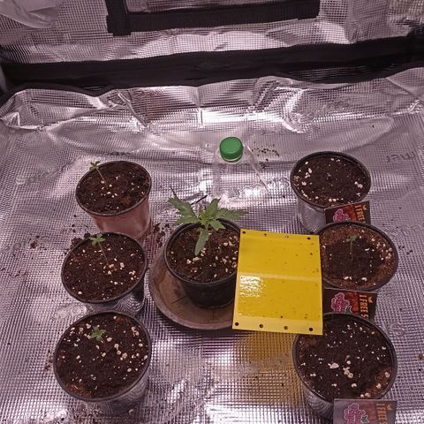 Wappa #3 growlog timeline photo