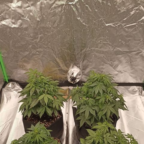Blueberry Zkittlez Automatic growlog timeline photo