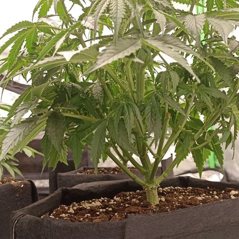 Blueberry Zkittlez Automatic growlog timeline photo