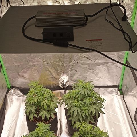 Blueberry Zkittlez Automatic growlog timeline photo