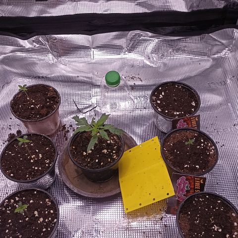 Wappa #3 growlog timeline photo