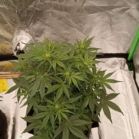 Blueberry Zkittlez Automatic growlog timeline photo