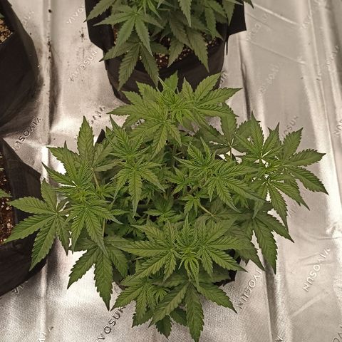 Blueberry Zkittlez Automatic growlog timeline photo