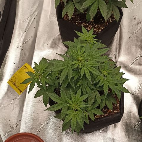 Blueberry Zkittlez Automatic growlog timeline photo