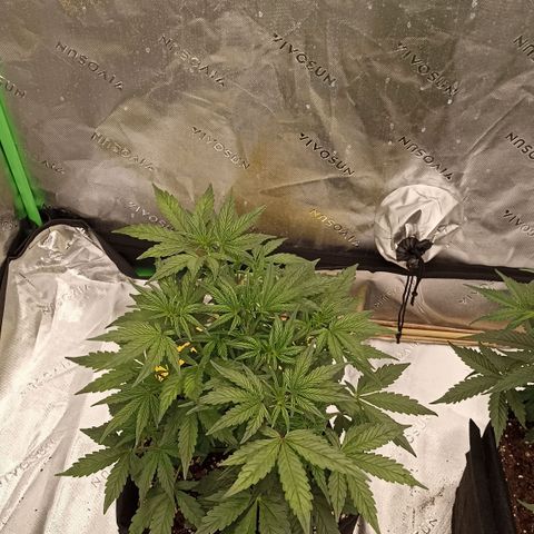 Blueberry Zkittlez Automatic growlog timeline photo