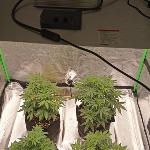 Blueberry Zkittlez Automatic growlog timeline photo