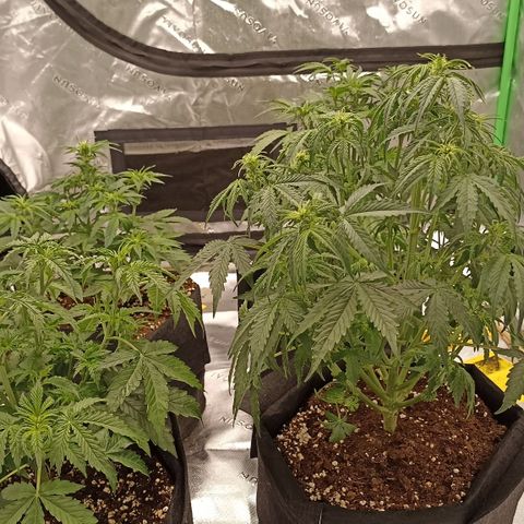 Blueberry Zkittlez Automatic growlog timeline photo