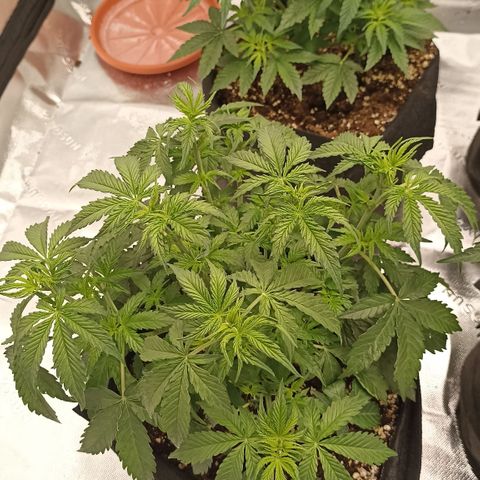 Blueberry Zkittlez Automatic growlog timeline photo