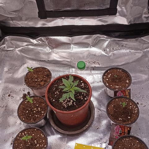 Wappa #3 growlog timeline photo