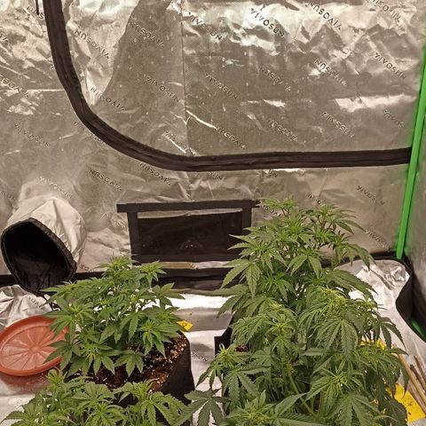Blueberry Zkittlez Automatic growlog timeline photo