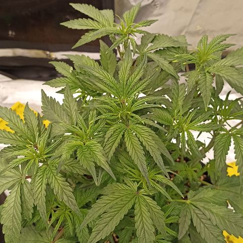 Blueberry Zkittlez Automatic growlog timeline photo
