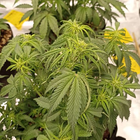 Blueberry Zkittlez Automatic growlog timeline photo
