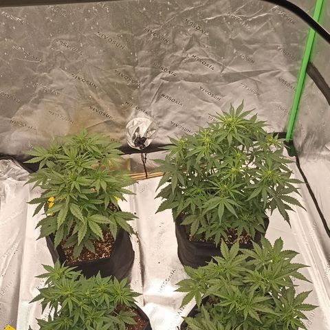 Blueberry Zkittlez Automatic growlog timeline photo