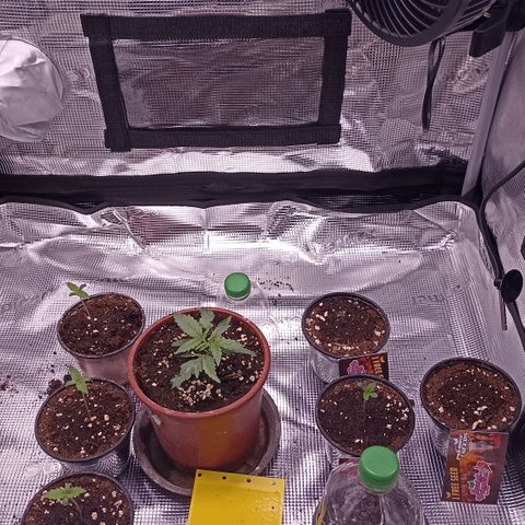 Wappa #3 growlog timeline photo
