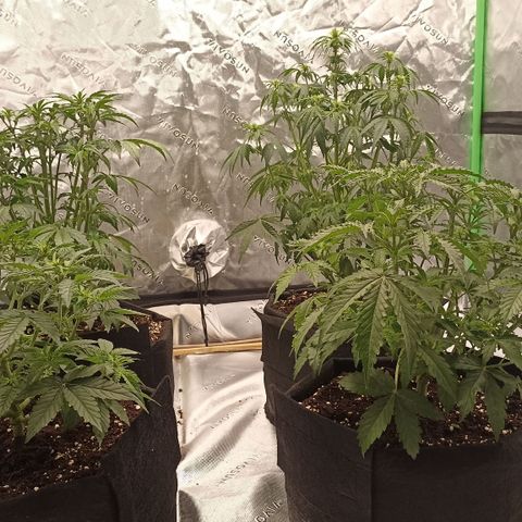 Blueberry Zkittlez Automatic growlog timeline photo