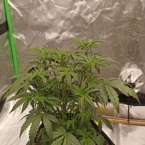 Blueberry Zkittlez Automatic growlog timeline photo