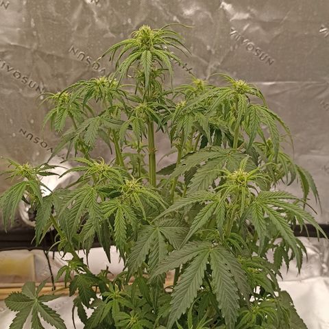 Blueberry Zkittlez Automatic growlog timeline photo
