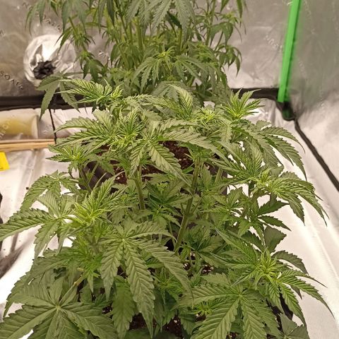 Blueberry Zkittlez Automatic growlog timeline photo