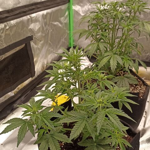 Blueberry Zkittlez Automatic growlog timeline photo