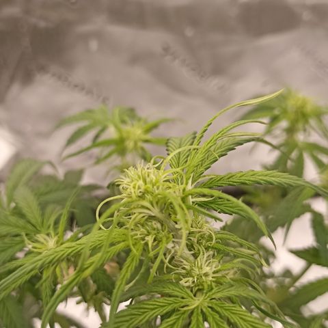 Blueberry Zkittlez Automatic growlog photo: Lil goat