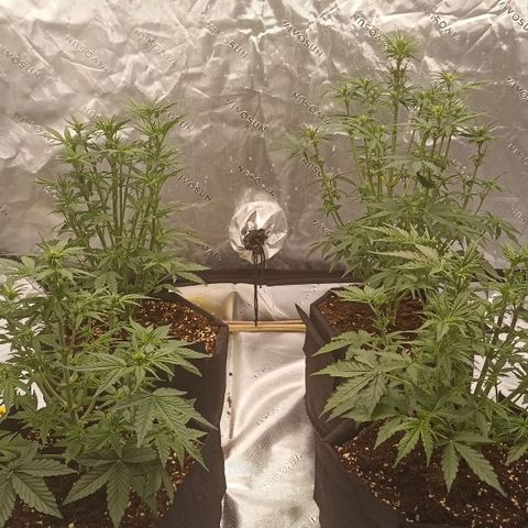 Blueberry Zkittlez Automatic growlog timeline photo