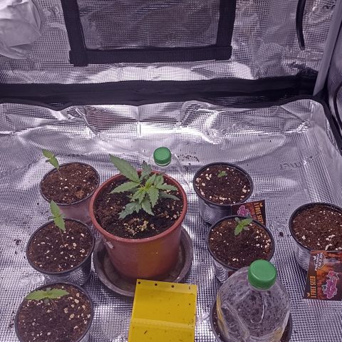 Wappa #3 growlog timeline photo