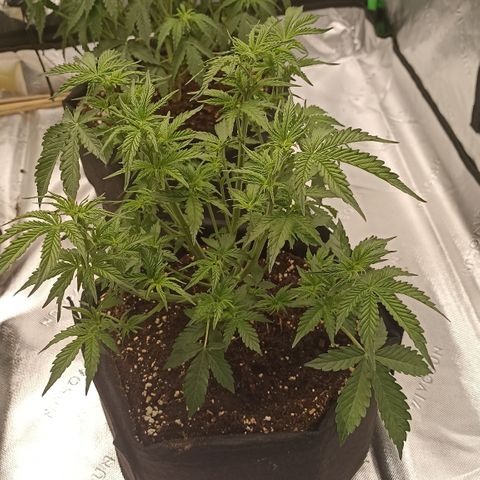 Blueberry Zkittlez Automatic growlog timeline photo