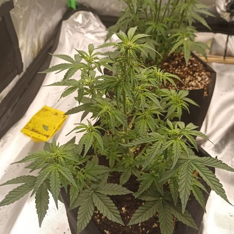 Blueberry Zkittlez Automatic growlog timeline photo