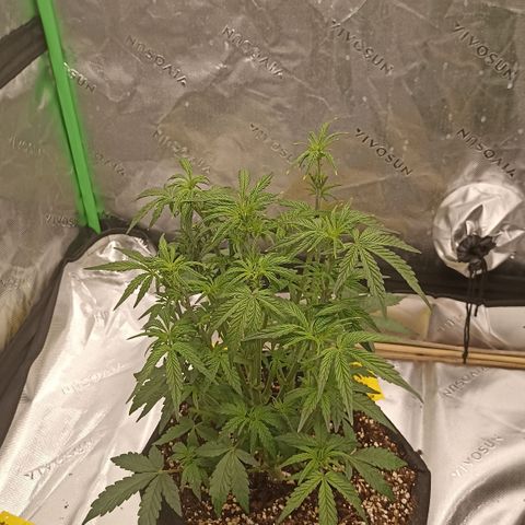 Blueberry Zkittlez Automatic growlog timeline photo