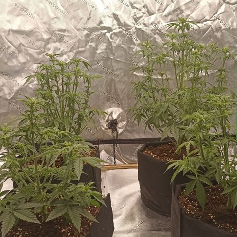 Blueberry Zkittlez Automatic growlog timeline photo