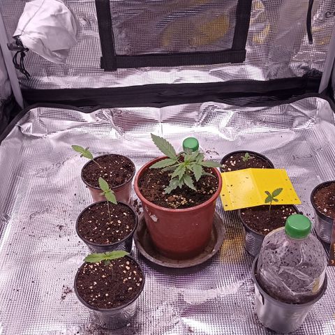 Wappa #3 growlog timeline photo