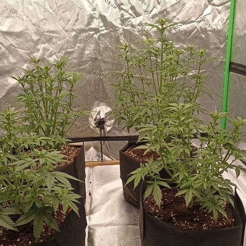 Blueberry Zkittlez Automatic growlog timeline photo
